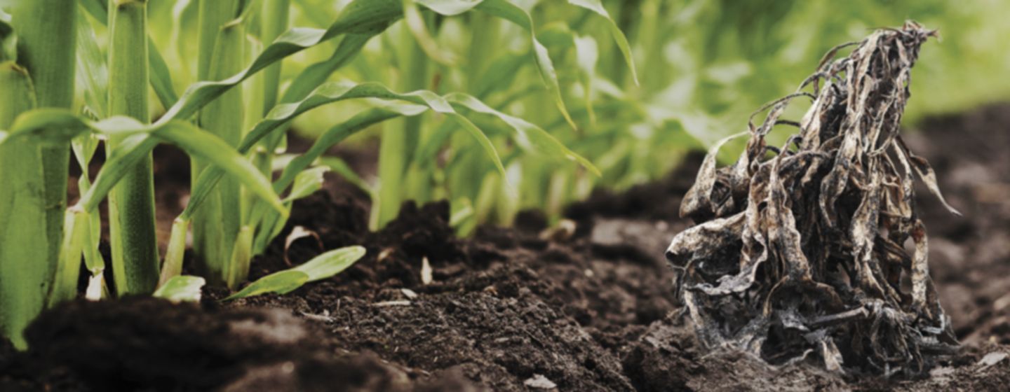 sprayed dying canada fleabane