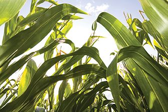 Corn from the ground up