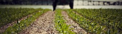 Corn field in early stages