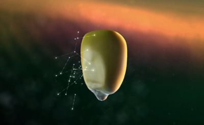 Corn Revolution - kernel - DNA overlay