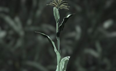 Corn Revolution - corn stalk