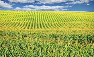 Rows of corn with blue sky
