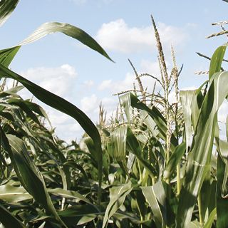 Corn field close-up