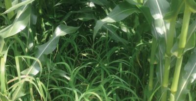 Corn field close-up