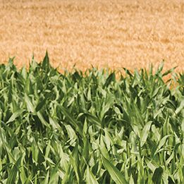 Corn and wheat fields