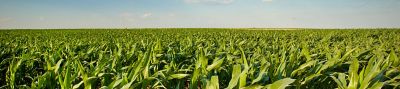 IMG-Corn_Field_1440x320-Corteva-LA_AR-V1