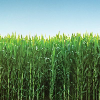 cornfield with blue sky