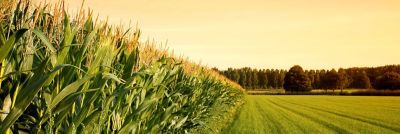 Cornfield At Sunset