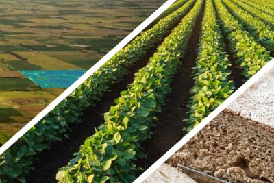 2019 East Field Guide