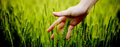 поле с насаждения