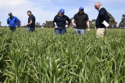 Corteva Agriscience team members inspecting Telbek® Adavelt Active trial at Dookie, VIC last season.