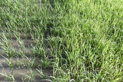 Excellent grass weed control from Agixa herbicide (left) compared to untreated (right).