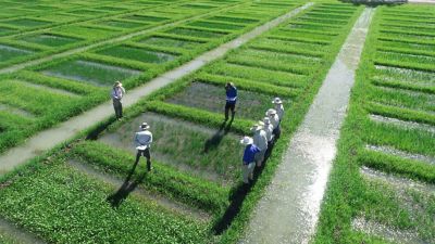 Trials of Ubeniq Rinskor active Herbicide at the Agropraisals rice research farm at Cobram, VIC, compared weed control and sequence options.
