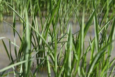 Ubeniq herbicide is being used in sequence with other options to fully control a range of broad leaf weeds.