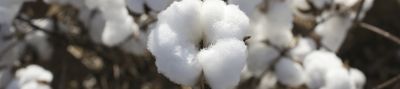 Cotton boll