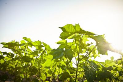 Cotton plant