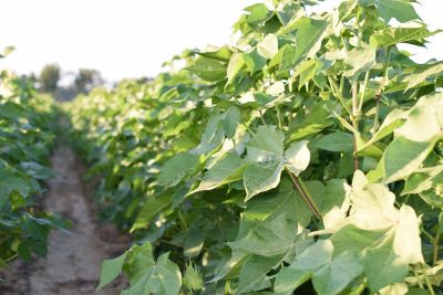 cotton plants