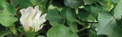 Cotton flower close up