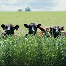 Cow heads poking from grass