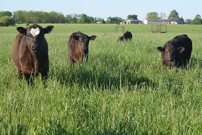 Cows standing in a lush grassy pasture