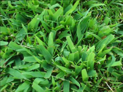 Crabgrass view from top