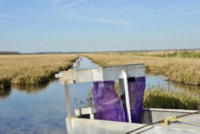 Crawfish in rice field