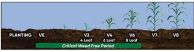 Critical Period of Weed Control in Corn (VE-V6)