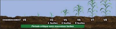 La période critique de maîtrise des mauvaises herbes dans le maïs (VE -V6).