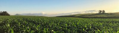 Crop field sunrise on horizon