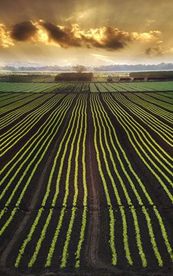 Campo plantado em pôr do sol