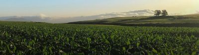 Crop Field Sunrise