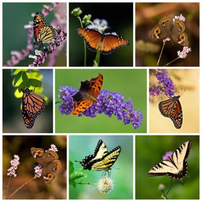 Butterfly Collage