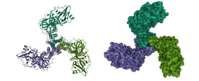 Crystal structure of Bacillus thuringiensis Cry5B nematocidal toxin, 3D cartoon and Gaussian surface models, chain instance color scheme, based on PDB 4d8m, white background