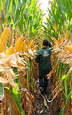 Cultivo maíz Pioneer vertical