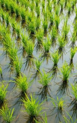 Corteva Agriscience™ | Global