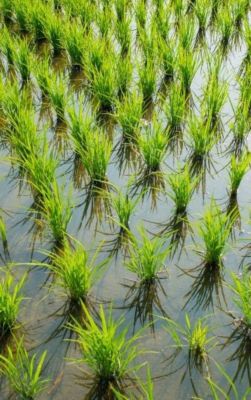 Green rice growing close up