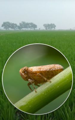 Managing Insect Resistance