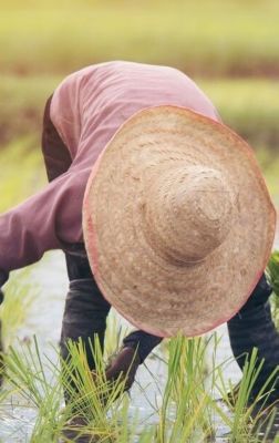 Farm worker in field bent over wearing a hat