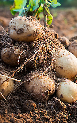 Close up of potatoes in the soil