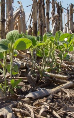 Field showing green new plants with brown old growth in background