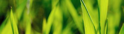 Corteva Herbizide