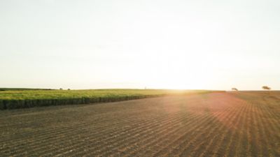 Imagem panorâmica de canavial ao pôr do sol, exibindo o céu em um dia com com tempo aberto e algumas nuvens.