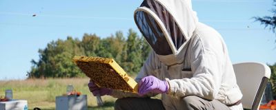 Man sitting examining bee hive wearing protective suit