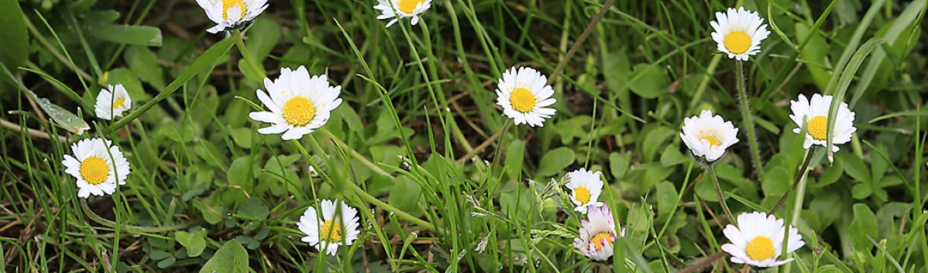 daisy