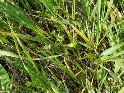 Grass in south dakota