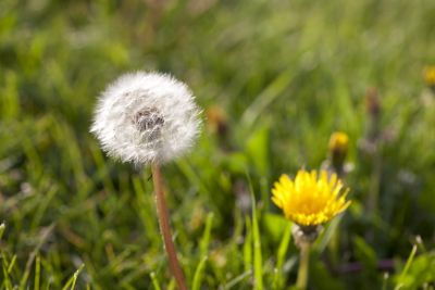 Yellow dandelion flower, white puff seed head