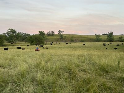 DeBruin_Grass and cattle