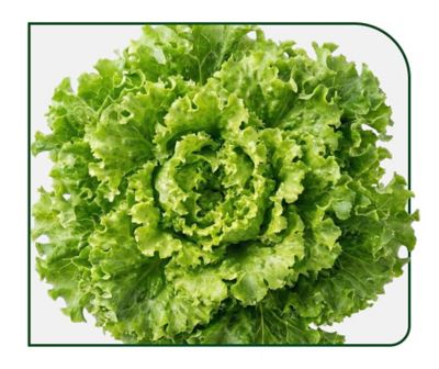 folhosas