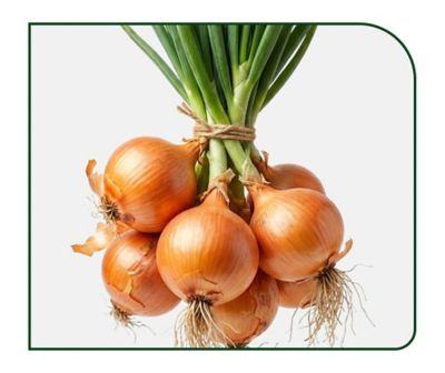 cebolas