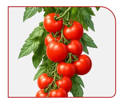 tomate